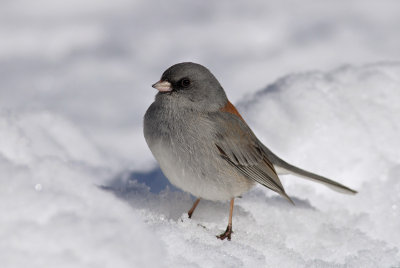 Dark-eyed Junco