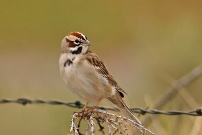 Lark Sparrow