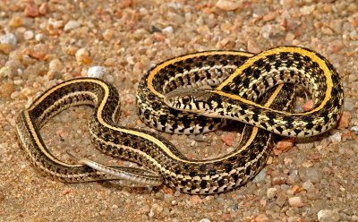 Garter and Watersnakes