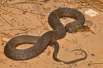 Narrow-headed Gartersnake