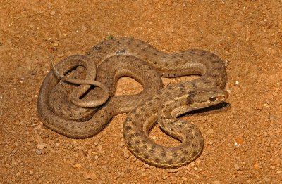 Wandering Gartersnake