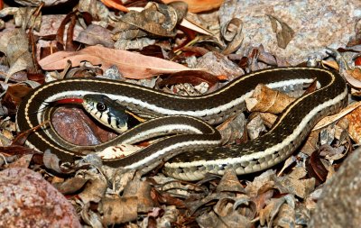 Western Black-necked Gartersnake