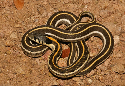 Western Black-necked Gartersnake