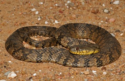 Diamond-backed Watersnake