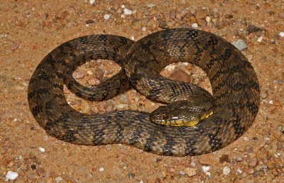 Diamond-backed Watersnake