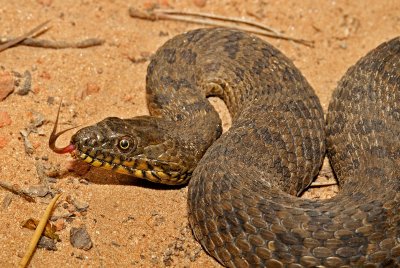 Narrow-headed Gartersnake