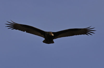 Turkey Vulture - juvenile