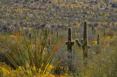 Sonoran Desert