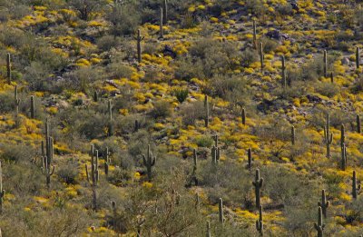 Sonoran Desert