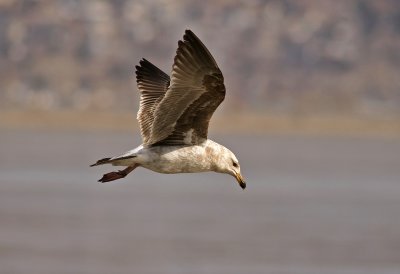 Western Gull