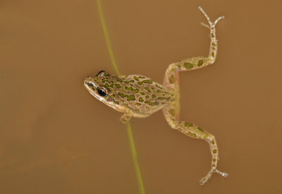 Spotted Chorus Frog