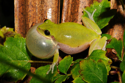 Squirrel Treefrog