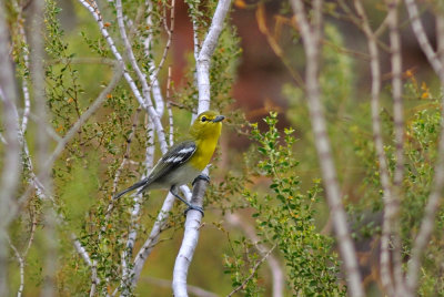 Yellow-throated Vireo