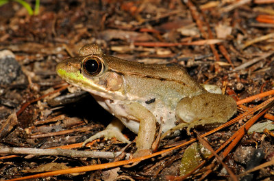 Bronze Frog