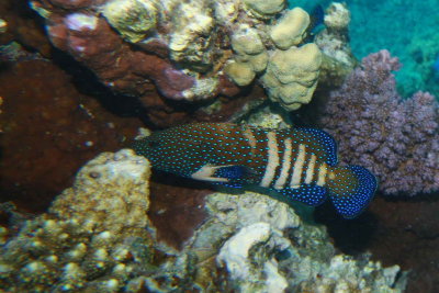 Coral Grouper_0003.JPG