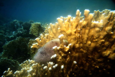 Freckled Hawkfish 2.JPG