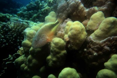 Freckled Hawkfish.JPG