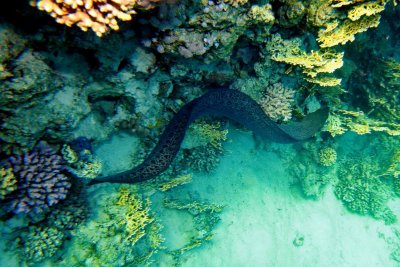 Giant Moray eel_0003_1.JPG