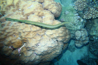 Red sea needlefish_0002_1.JPG