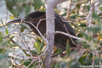 Striated Heron_0014.JPG