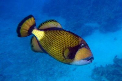 Titan Triggerfish_0002.JPG