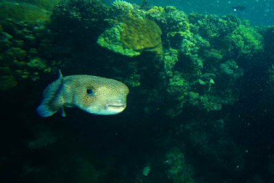 porcupinefish_0005.JPG