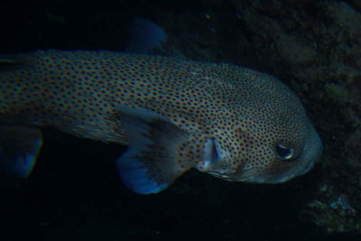 porcupinefish_0015.JPG