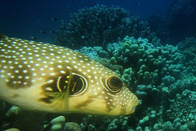 whitespotted puffer fish_0001.JPG