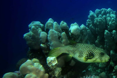 whitespotted puffer fish_0002.JPG