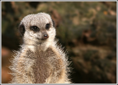 Meerkat