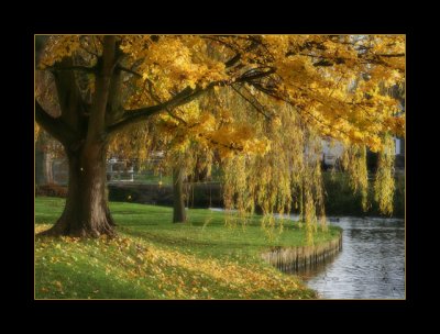 Village green, November 2008