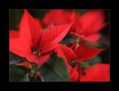 Poinsettia