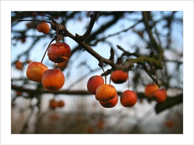 Crab apples