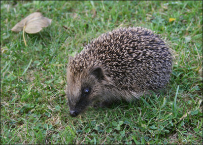 Hedgehog