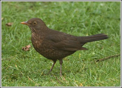 Hen Blackbird