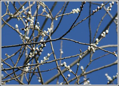Pussy Willow