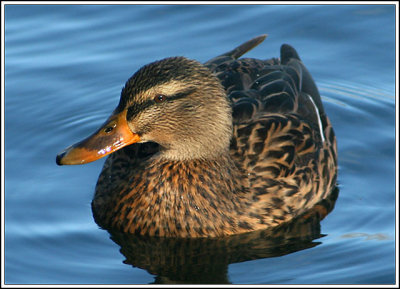 Mallards