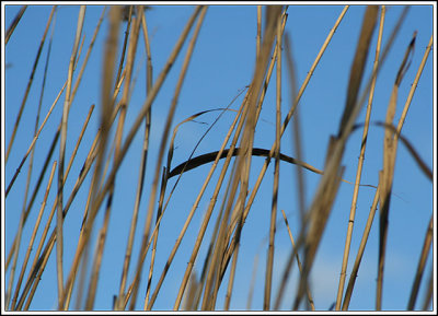 Reeds