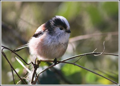 Long-tailed Tit