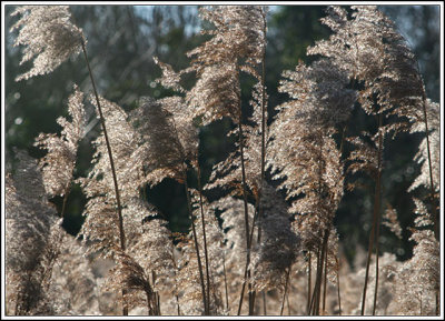 Milton Country Park, March 2008