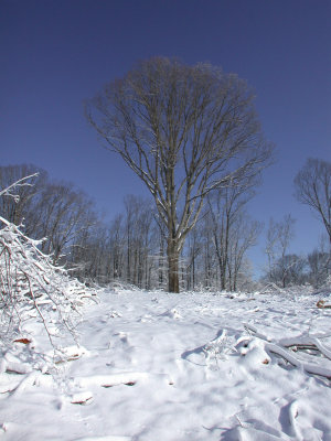 Snow2009-44.JPG