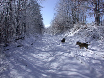 Snow2009-55.JPG