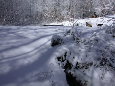 Snow 2.3.2009
