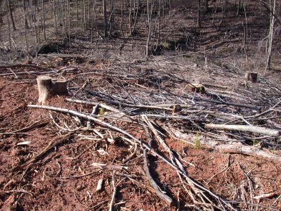New Trees 090416