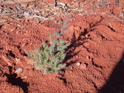 Eastern Red Cedar 4/09