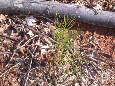 White Pine 4/09