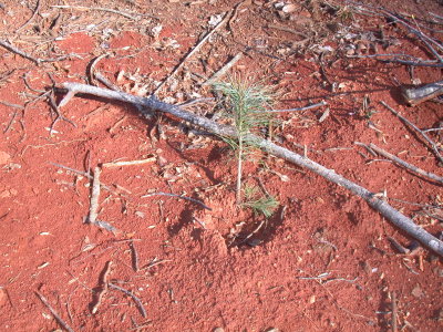 White Pine 4/09