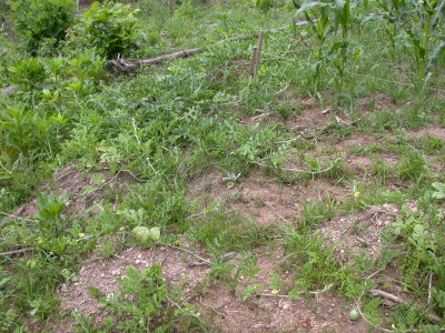 090615-04.JPG