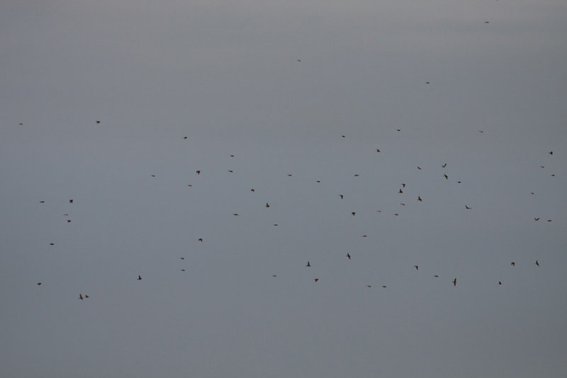 Longspur flock