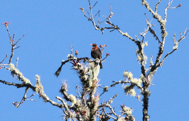 Rufous-collared Robin